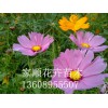 荷兰菊小苗生产基地——山东宿根花卉供应基地