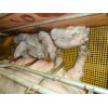 供销养殖场专用网格板_专业的养殖场专用网格板供应商_昱诚