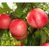 在哪能买到质量好的桃树苗——桃树苗种植基地