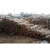 桉树方木批发|福州建筑木材