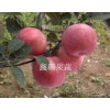 划算的苹果苗优选鑫瑞果蔬公司|山东苹果苗种植基地