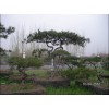 造型黑松报价：供应山东销量佳的造型黑松