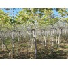 大量出售优质红豆杉：苹果树苗供应商