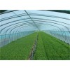 价格优惠的EVA农膜哪里有供应 蔬菜棚专用EVA农膜批发