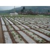 优质的白地膜就在丰嘉农膜厂，寿光白地膜