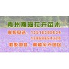 美女樱种植 山东优质青州花卉苗木供应