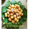 天津 北京 上海 南京 苏州 深圳 迷你小土豆小洋芋产地 直销 批发 销售