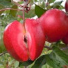 精品红色之爱苹果苗优选祝康蓝莓种植：吉林苹果苗