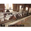 乌骨羊培育基地——哪里能买到价格合理的黄羊