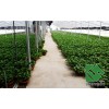 青州市绿萝种植园,青州绿萝种植基地,盆栽绿萝批发价格优惠