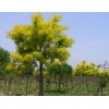 山东黄金槐——高纯度黄金槐出售