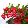 想要易种植的红王子锦带就来晨歌花卉苗木——潍坊哪里有红王子锦带