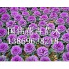 优异的羽衣甘蓝推荐|黄楼羽衣甘蓝