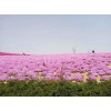 潍坊哪里有提供口碑好的郁金香，芝樱种植基地