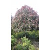 邵阳红叶石楠树——供应湖南有品质的红叶石楠树