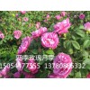四季玫瑰种苗 专业的四季玫瑰提供商，当属立彩花卉苗木