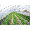 采摘园温室大棚，哪里有提供创新型的采摘园温室大棚