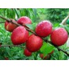济宁香山红桃树苗 供应各种规格香山红桃树苗