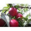 产量好的皇冠——优质的油桃皇冠优选青州利民苗木