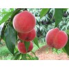 想要极好的映霜红桃树苗就来崇家果树苗木，映霜红桃树苗种植基地