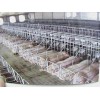 潍坊可靠的现代化养猪设备提供商，河南现代化养猪设备
