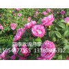 四季玫瑰基地：来立彩花卉苗木，买优质的四季玫瑰