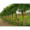 较受欢迎的国槐出售|国槐哪里卖