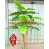 买优良的仿真芭蕉树，就到广州市盛庭，仿真荔枝树