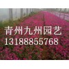 广东芝樱，品种好的芝樱出售