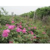 青州中天玫瑰价格 想要销量好的中天玫瑰就来信诺花卉苗木