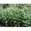 再力花供应商——价位合理的再力花就在向日葵花卉苗木