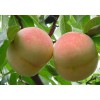 青州冬雪王桃价格——想要优质的桃苗就来大丰收果树