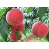 青州映霜红桃苗供应商——供应山东有品质的映霜红桃苗