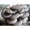 潍坊便宜的蘑菇批售——食用菌栽培
