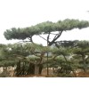 泰安造型松树|买造型松树找莱芜汶源绿化苗木