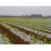 贵州优质的农用地膜：想买优质的玉米地膜，就到南宁市晟和兴塑胶