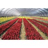 益兴诚温室专业承建花卉种植温室——花卉种植厂家供应