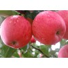 美国八号苹果_[一边倒果树研究所]夏美苹果苗品种优异