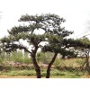 莱芜松树盆景 易种植的造型松树出售