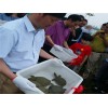 黄河种鳖厂家：优惠的黄河种鳖河南众腾特种水产供应