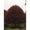 新疆红叶石楠树_[柏加佳智苗圃]红叶石楠树品种优异
