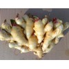 湖南大姜种子：品种好的嫩姜种子批发