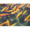 金昌金鳟鱼|划算的金鳟鱼就在刘家峡冷水鱼养殖基地