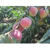 种植高产优质桃子|供应山东口碑好的映霜红桃苗