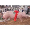 吴小用家庭农场专业供应新美系种猪|正阳新美系种猪；新美系杜洛克公猪、母猪