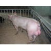 供应驻马店优质的新美系种猪|正阳河南种猪