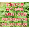 高发芽率高产高蛋白进口牧草种子将军菊苣13053816388