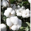 小型棉花采摘机价格棉花采摘机原理图超大型棉花采摘机价格