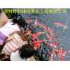 北京青苔绿藻假山喷泉别墅庭院鱼池：【荐】口碑好的鱼池水处理水