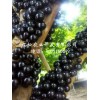 福建树葡萄|供应福建有品质的树葡萄种苗